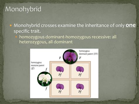 Chapter 10 Sexual Reproduction And Genetics Ppt Download