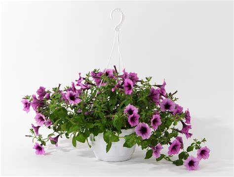 Premium Photo Purple Petunia In Flowerpot Isolated On White