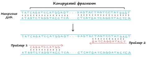 Пцр Картинка Схема Telegraph