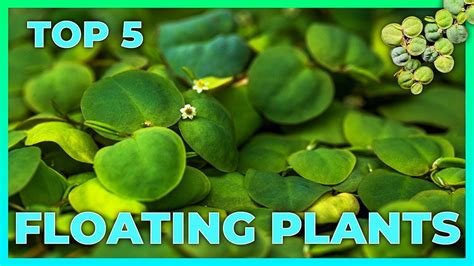 [top 5] Floating Plants For Your Aquarium Youtube