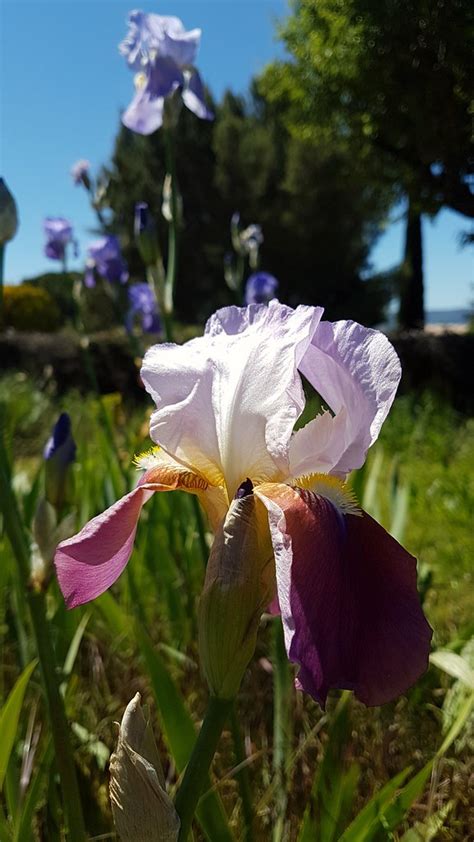 Iris Double Rose C Cile Fromonteil Flickr