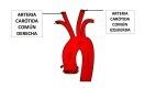 Juegos De Ciencias Juego De Conozcamos El Coraz N Cerebriti