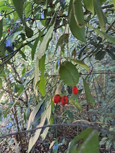 Red Fruited Olive Plum From Tregeagle Nsw Australia On May