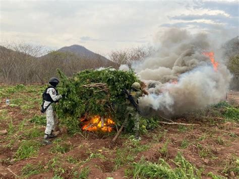 La Jornada Sedena Y Gn Destruyen Mil Plantas De Mariguana En Michoac N