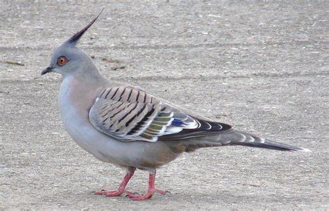 Crested pigeon - Alchetron, The Free Social Encyclopedia