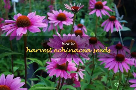 Unlock The Secrets Of Harvesting Echinacea Seeds: A Step-By-Step Guide | ShunCy