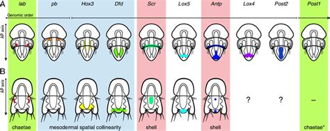 Summary Of Hox Gene Expression In T Transversa And N Anomala