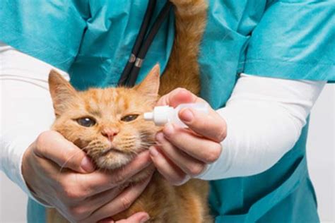 Tr Nende Augen Bei Katzen Tierischehelden