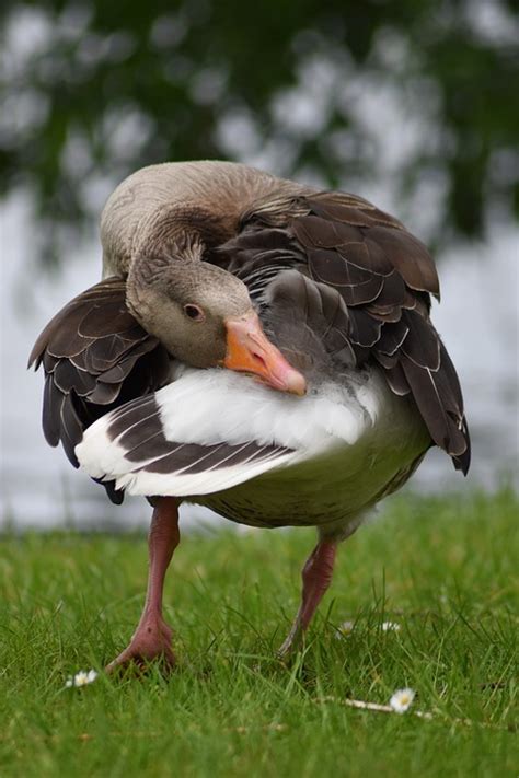 Angsa Greylag Burung Unggas Foto Gratis Di Pixabay Pixabay