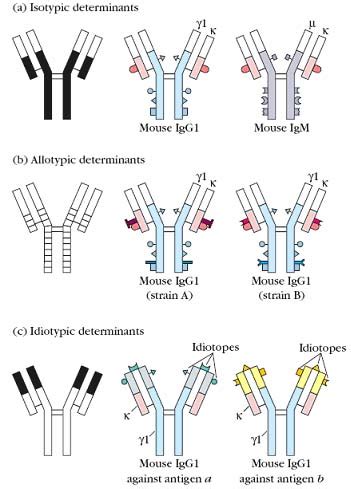 Immunology | Immune system| Immunity: Antigenic Determinants on Immunoglobulins|Immune system ...