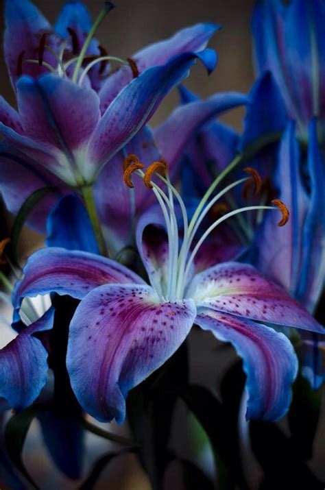 Shades Of Purplish Blues The Most Beautiful Blue Flowers In The World