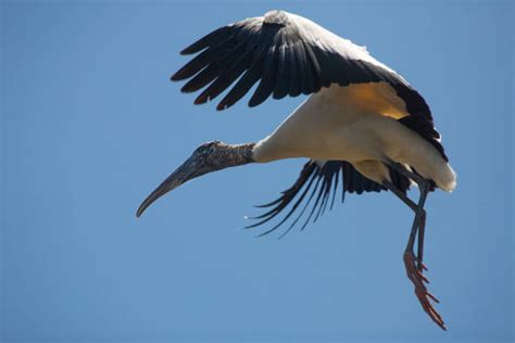 Stork Stretch Stock Photos Pictures And Royalty Free Images Istock