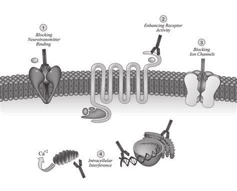 Proposed Mechanisms Of Brain Reactive Autoantibody Effect On Brain