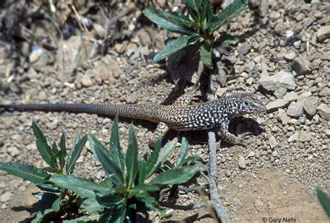 California Lizards Flashcards By Proprofs