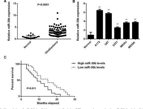 Figure From Oncogenic Role Of Microrna B P In Glioblastoma Through