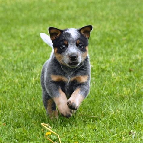 Photos of Blue Heeler Puppies