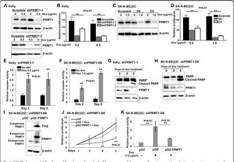 Figure From Prmt Promotes Neuroblastoma Cell Survival Through Atf