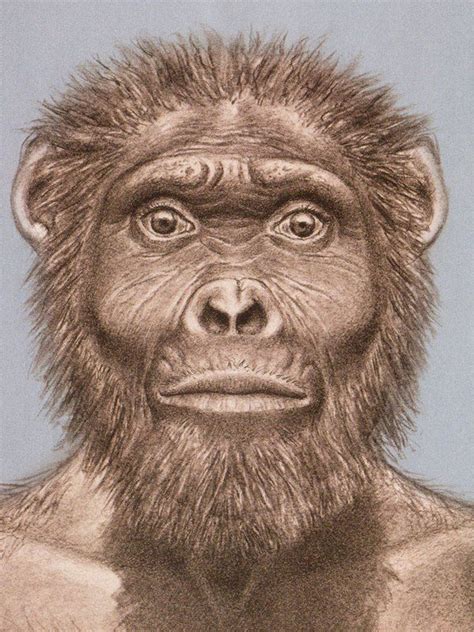 PaleoAnthropology On Twitter Human Evolution Ancient Humans Hominid