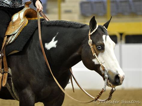 American Paint Horse, Western Pleasure Horses, Western Horse, Horse ...