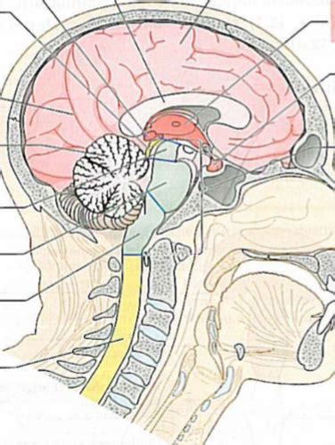 Neurologie Und Sinnesorgane Flashcards Quizlet