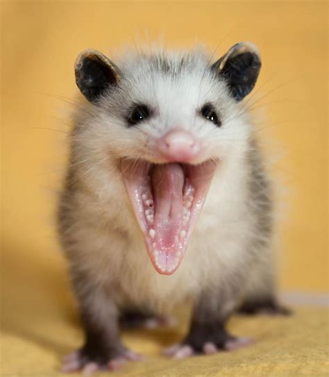 Wally The Opossum Baby Possum Animals Wild Opossum