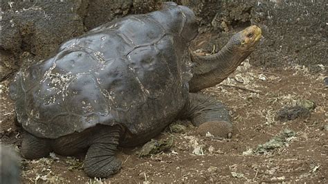 Meet The 100 Year Old Sex Crazed Tortoise Who Saved His Own Species