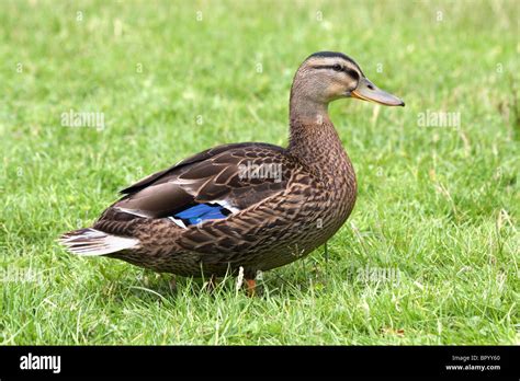 Female Mallard Duck Stock Photo Alamy