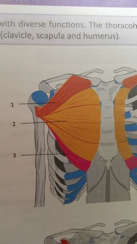 Muscle Of The Thorax Abdomen Flashcards Quizlet