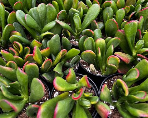 2 ET S Fingers Crassula Ovata Jade Variegated Succulent In Pot