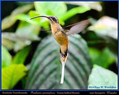 Tawny Bellied Hermit Hummingbird Phaethornis Syrmatophorus Hovering