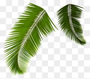 Leaf Arecaceae Euclidean Vector Coconut Coconut Leaves Png Free