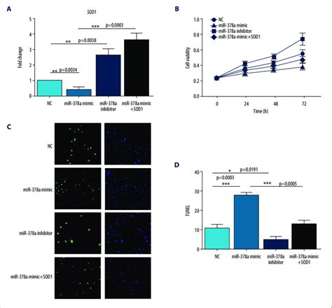 Microrna 378a Mir 378a Inhibits Cell Proliferation And Induces