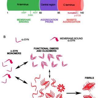 Amino Acid Sequence And Conformational Variability Of Synuclein A