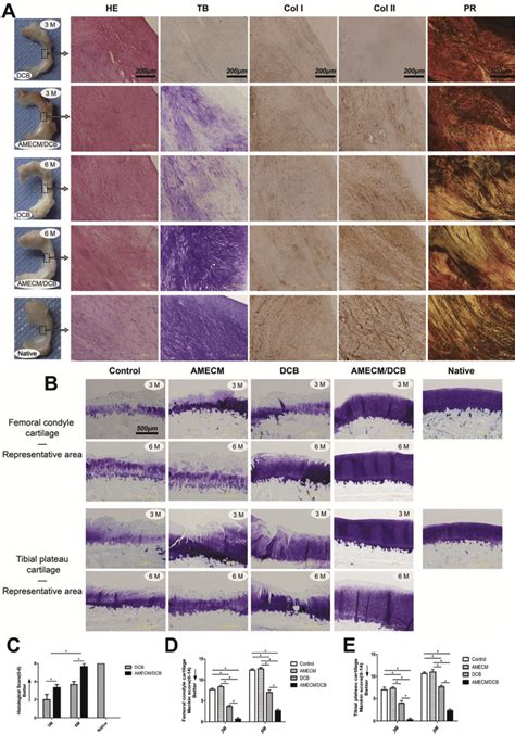 Histological Analyses Of Regenerated Menisci And Corresponding Download Scientific Diagram