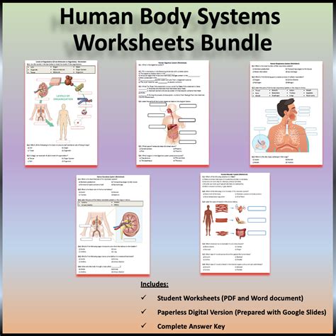 Human Body Systems Worksheets Printable And Distance Learning