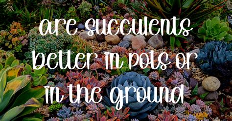 Planting Succulents In The Ground Vs In Pots Tips On How To Keep Them