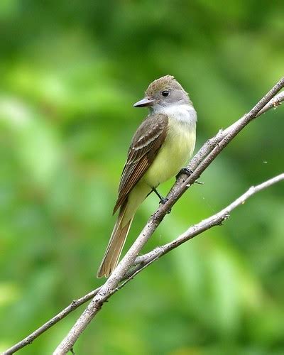 Great Crested Flycatcher Photos By Jm Flickr