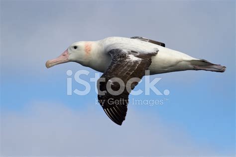 Wandering Albatross Flying Against The Blue Sky 1 Stock Photo | Royalty ...