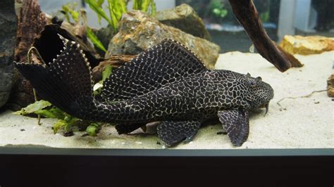 Hypostomus Plecostomus Care Guide Breeding And Tank Size