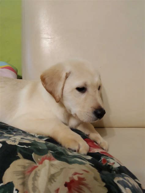 Labrador Piesek Z Rodowodem Wyry Olx Pl