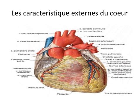 Anatomie Du Coeur Humain Et Du Pericarde