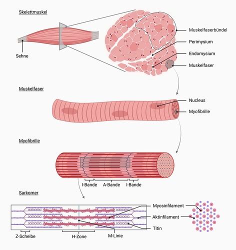 Physiologie Skelettmuskel Flashcards Quizlet