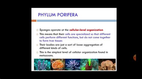 Bio 112 Phylum Porifera Youtube