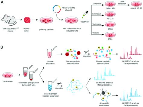 Experimental Design A Generation Of Mouse Cell Lines From Tumors Of