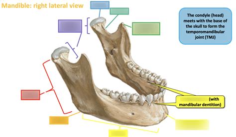 Tmj Mandible Diagram Quizlet