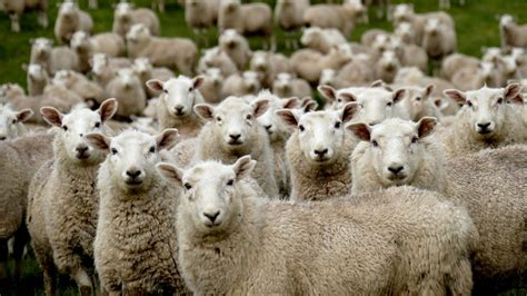 Flock Of Sheep Pictures Hq Download Free Images On Unsplash