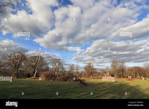 Ashtead Common, Surrey, England, UK Stock Photo - Alamy