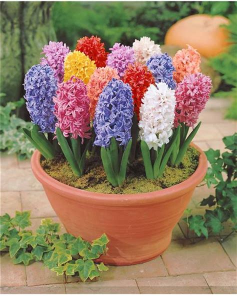 Jacinthes En M Lange Extra Planter Bulbe Fleur En Bulbes De