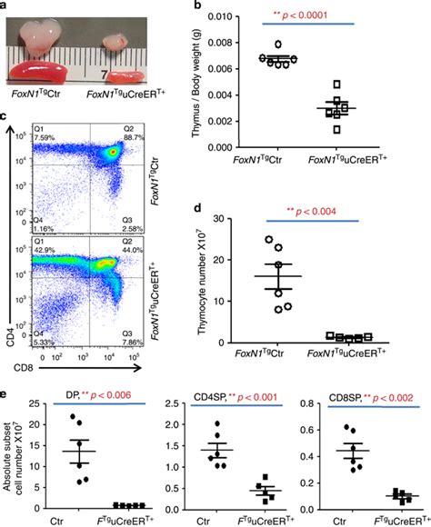 Creert Mediated Foxn Overexpression Reduced The Thymus And Spleen