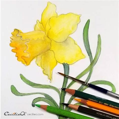 How To Watercolor A Daffodil Flower Without Fussing Over Details